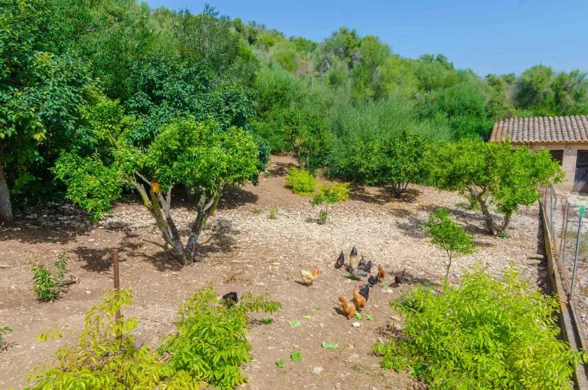 A wooded outdoor yard with chickens foraging on the ground.