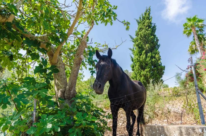 A dark horse stands behind a fence among trees and greenery.