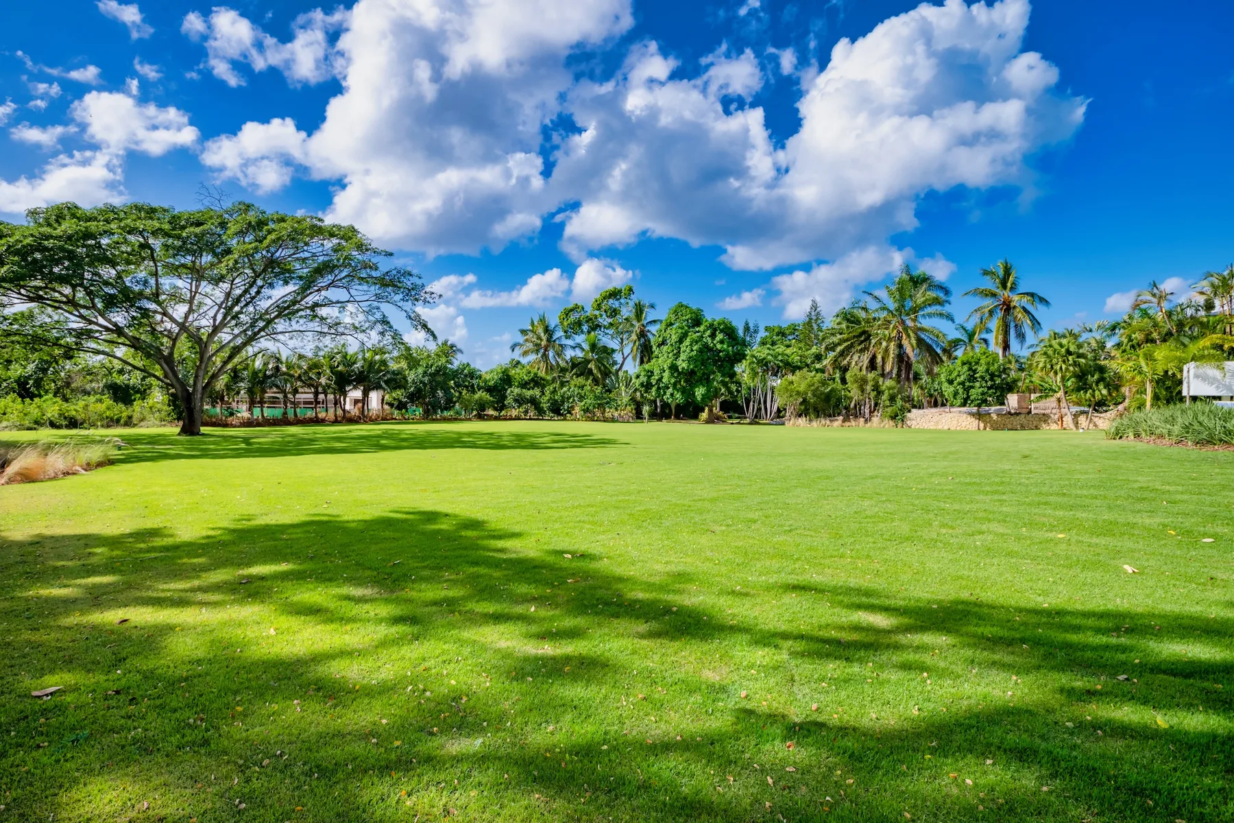 A broad green lawn with a large spreading tree and palms beneath a cloudy blue sky.