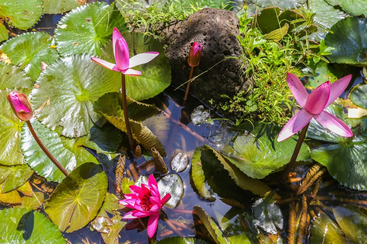Nenúfares rosados florecen entre hojas flotantes en un estanque.