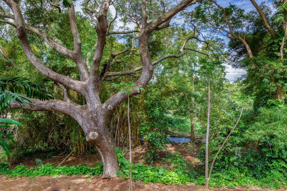 Un sendero de jardín frondoso pasa bajo un gran árbol extendido.