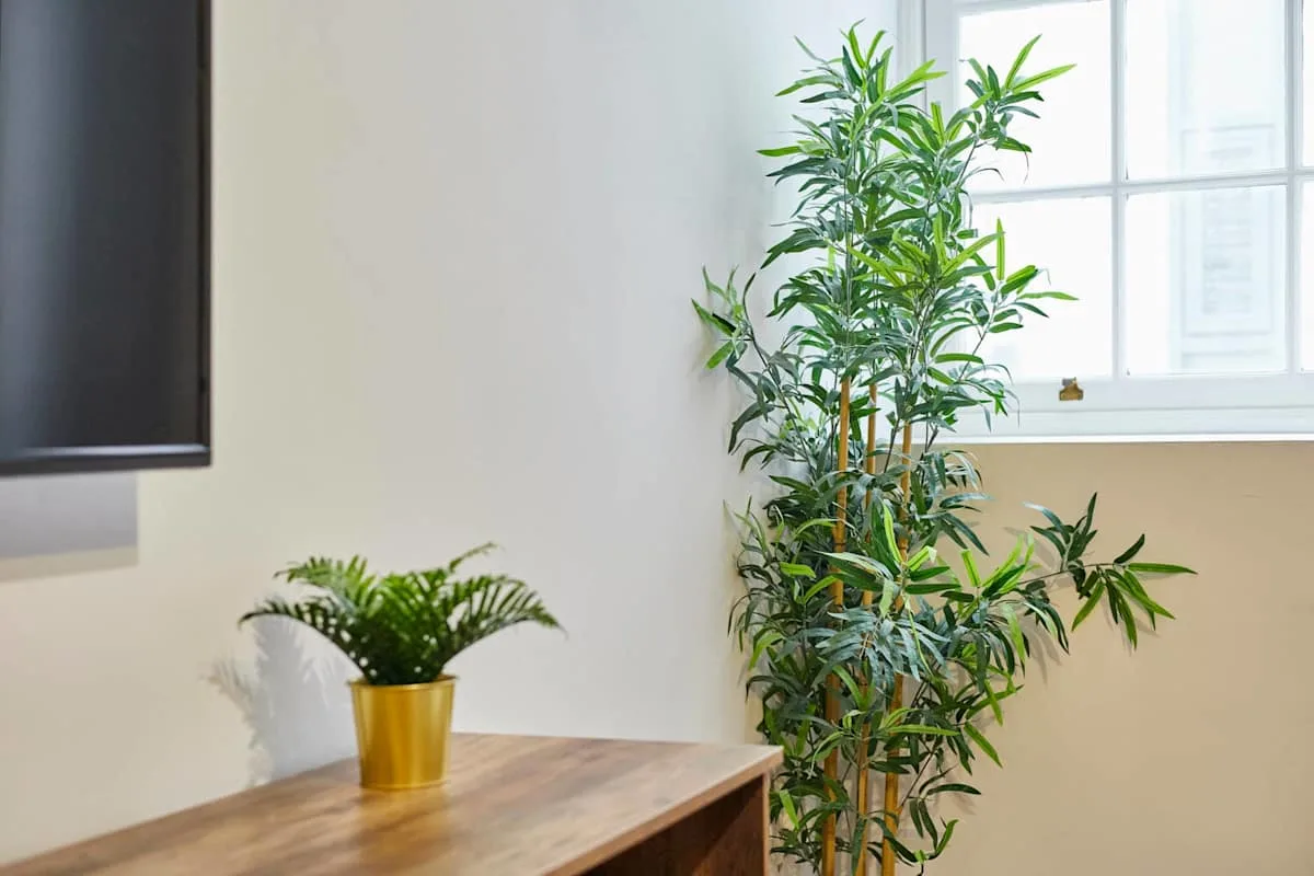 A bright living area with a wooden table and leafy plants beside a window.
