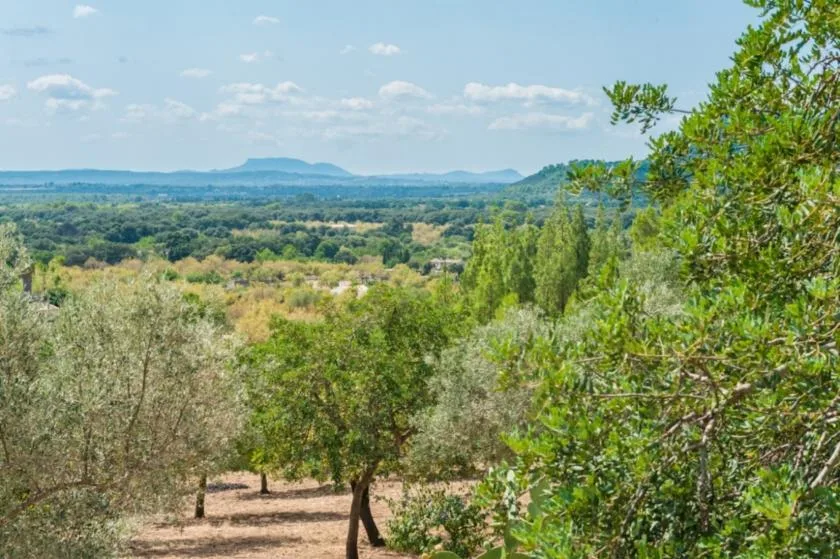 Un paisaje de arboledas verdes se extiende hacia colinas bajas bajo un cielo parcialmente nublado.