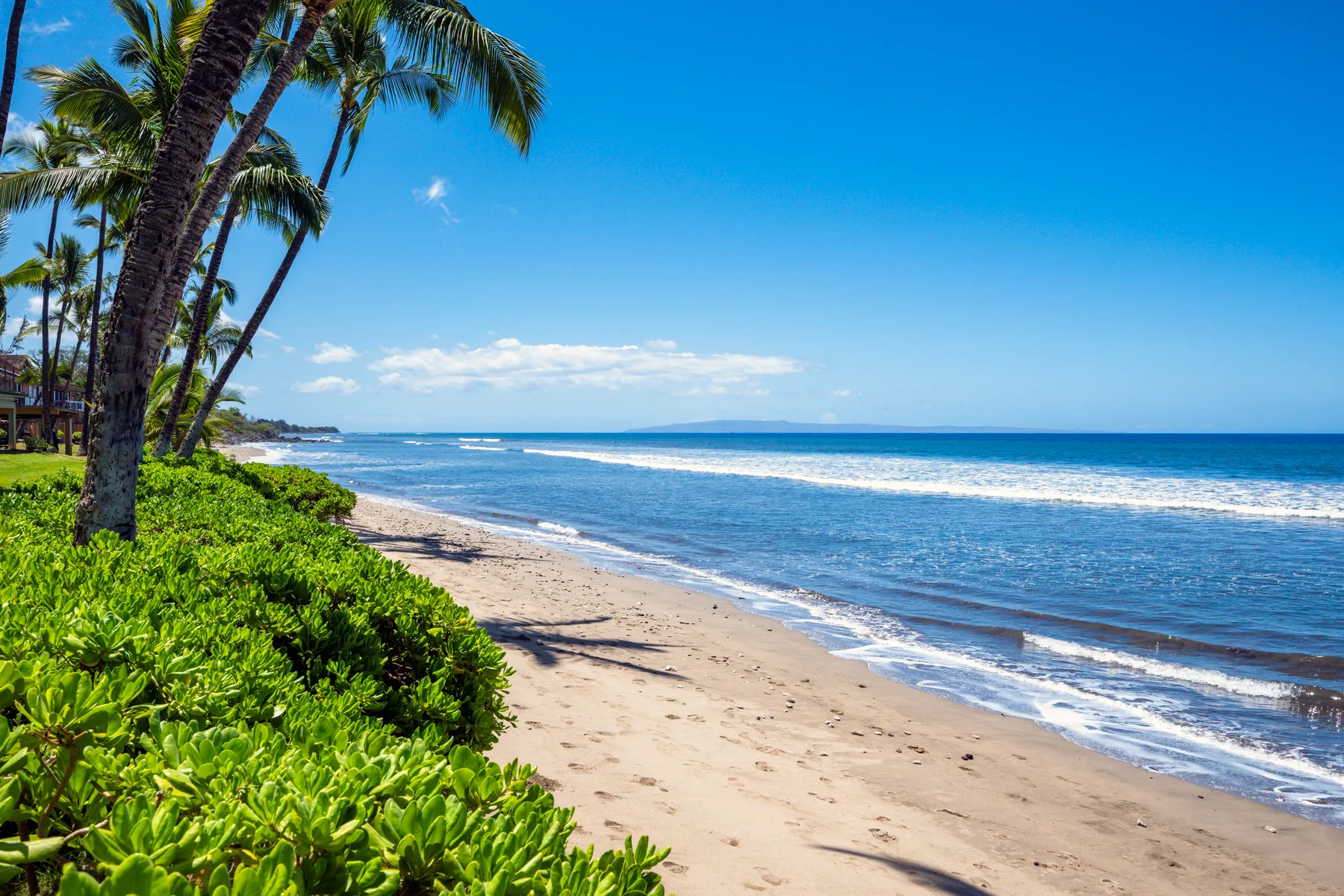 Una playa tropical con palmeras, arbustos verdes y olas del océano junto a la orilla.