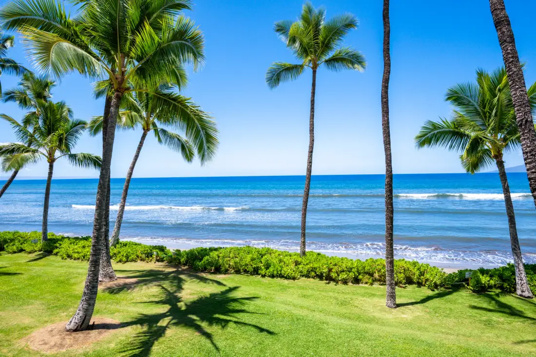 Un césped tropical frente al mar, con palmeras y vistas al océano.