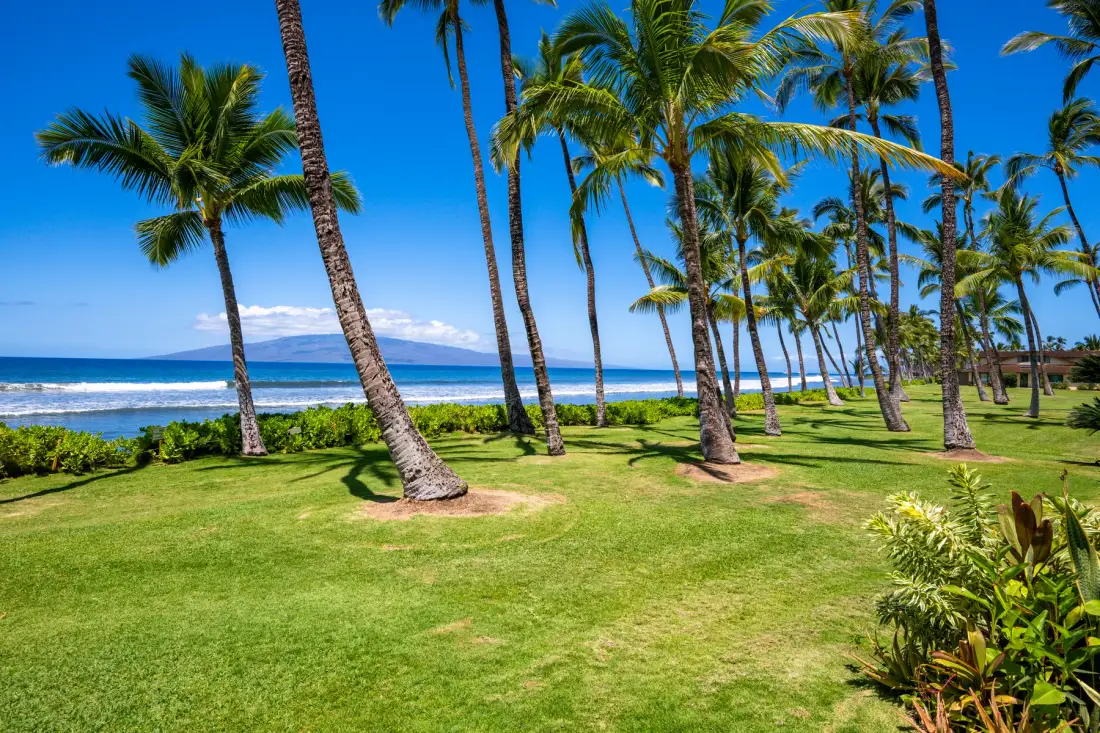 Un césped junto a la playa, con palmeras y olas del mar al fondo.
