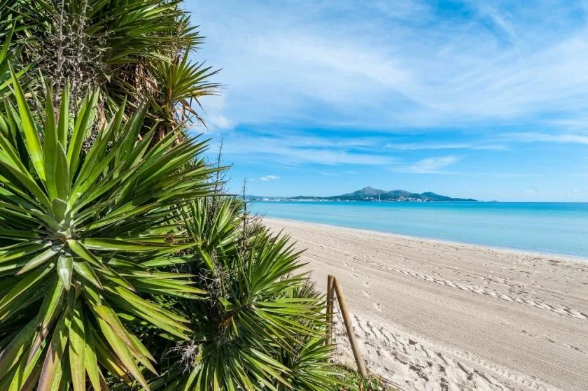 A sandy beach with spiky green plants in the foreground and calm blue water beyond.