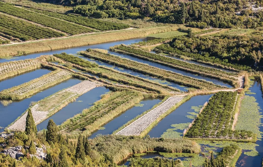 Vista aérea de canales estrechos de agua entre largas franjas de vegetación.