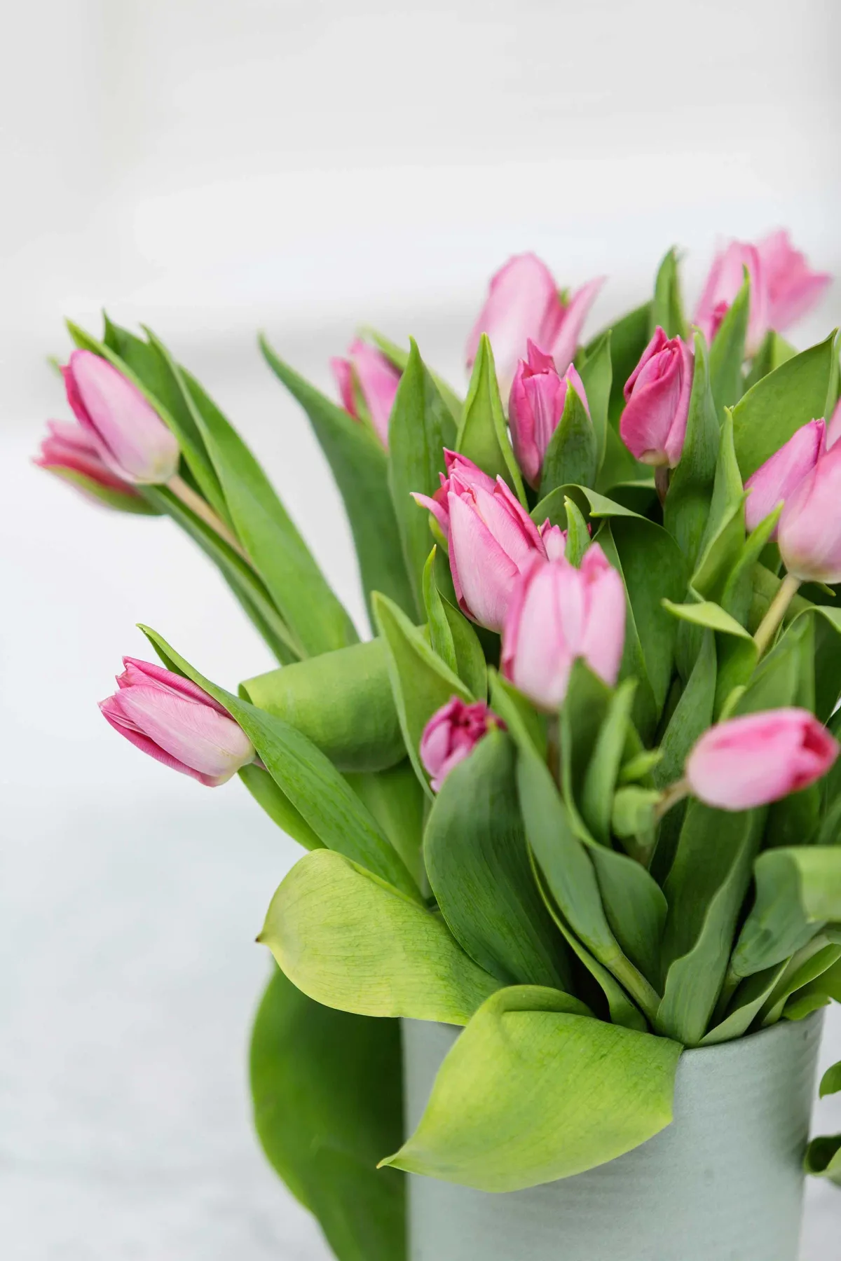 A bouquet of pink tulips with green leaves in a pale vase.