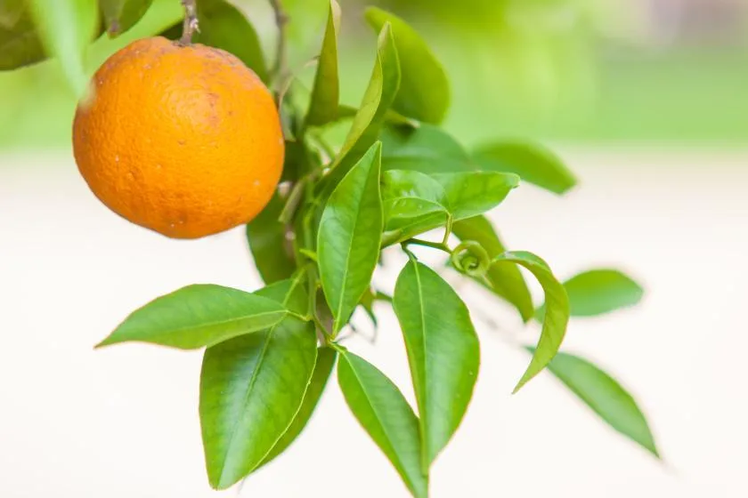 An orange hangs among green leaves on a branch against a light background.