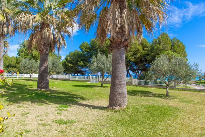 Un jardín soleado con palmeras, césped verde y una valla.