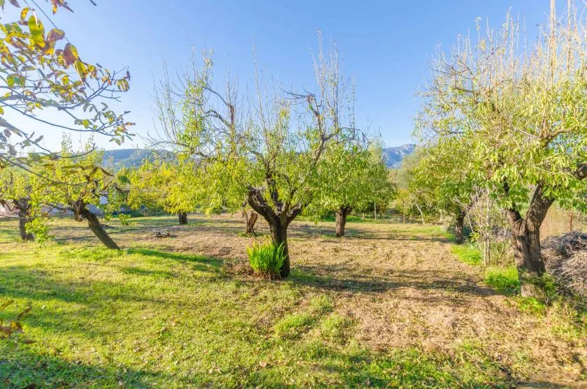 A sunlit orchard with leafy trees and distant mountains.