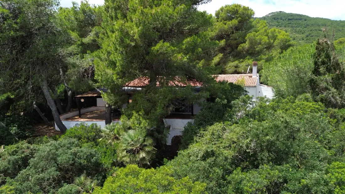 Una casa está parcialmente oculta entre árboles densos y vegetación.