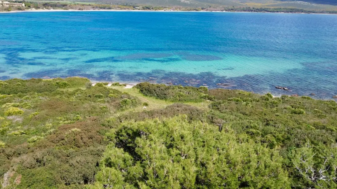 Vista aérea de vegetación costera junto a aguas azules y claras.