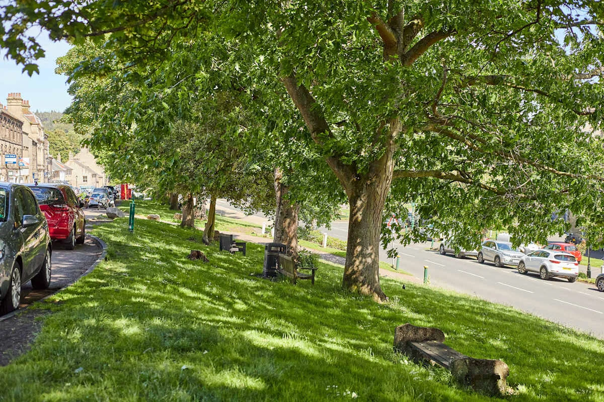 Zona verde junto a la calle, con árboles frondosos, bancos y coches aparcados.