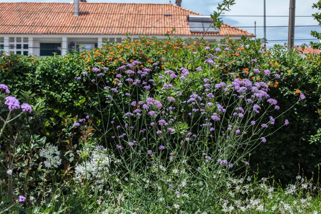 Un jardín florido ocupa el primer plano frente a una casa con techo de tejas.