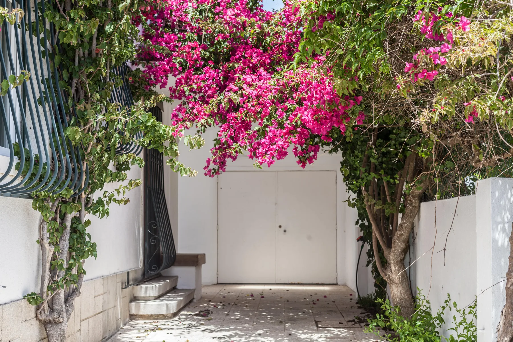 Un portón blanco está enmarcado por árboles con flores rosadas intensas.