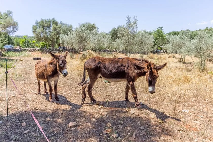 Two donkeys stand in a dry, fenced field with trees in the background.