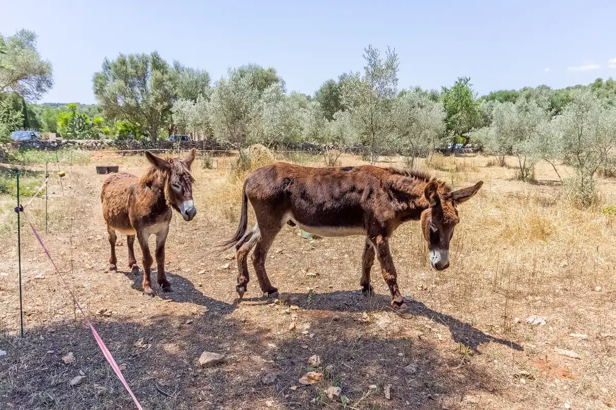Two donkeys stand in a dry, fenced field with trees in the background.