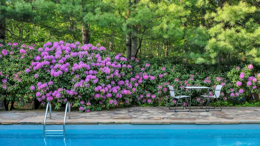 Una piscina al aire libre bordeada de arbustos en flor y una pequeña mesa de patio.
