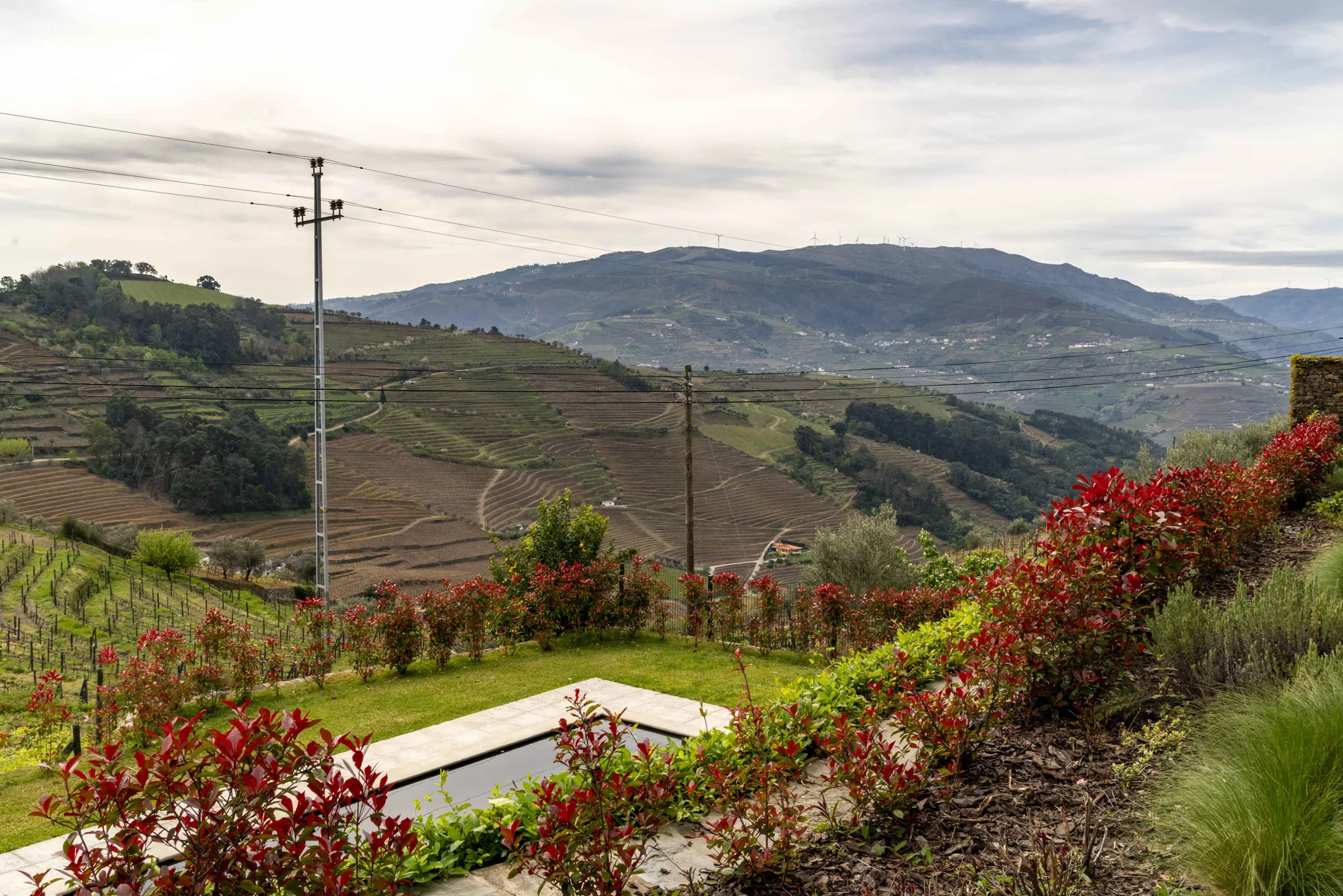Un sendero de jardín pasa entre arbustos floridos, con colinas en terrazas al fondo.