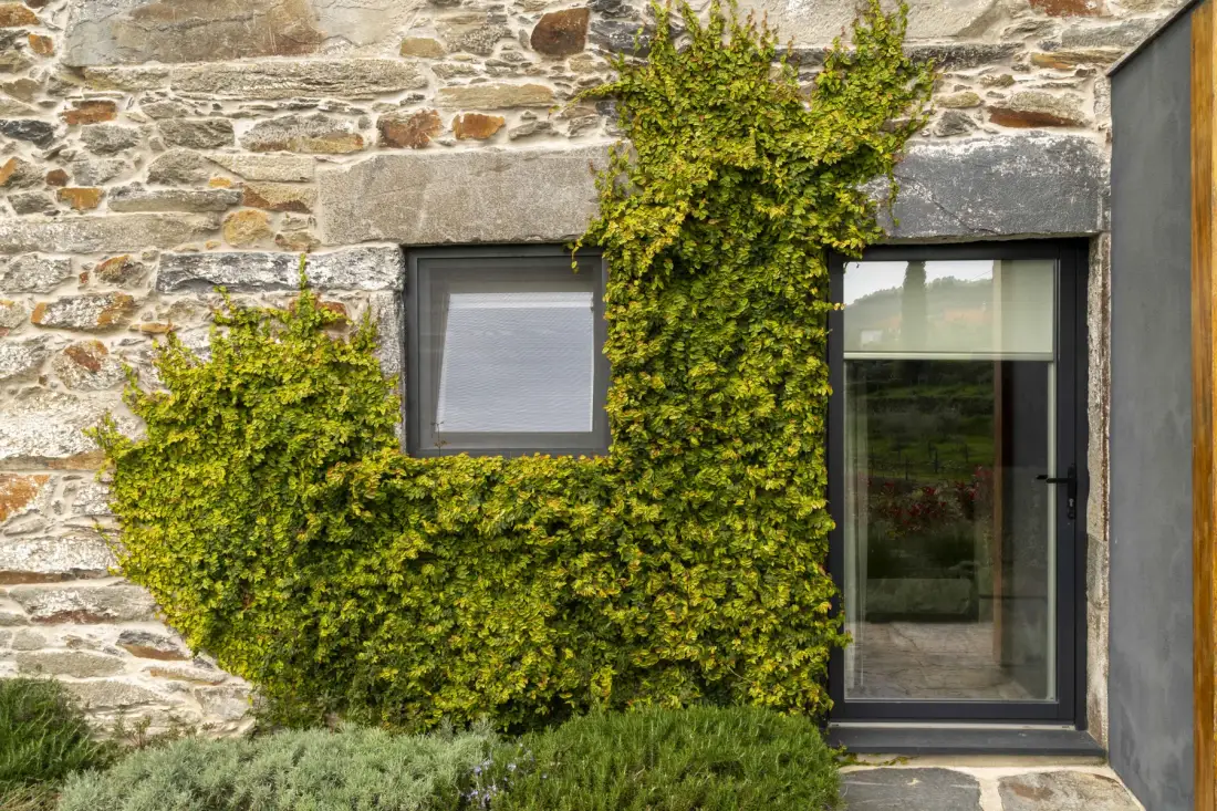Una pared exterior de piedra cubierta de hiedra verde, con una ventana y una puerta de vidrio.