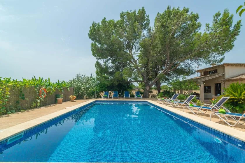 An outdoor swimming pool sits beneath a large tree beside a patio.