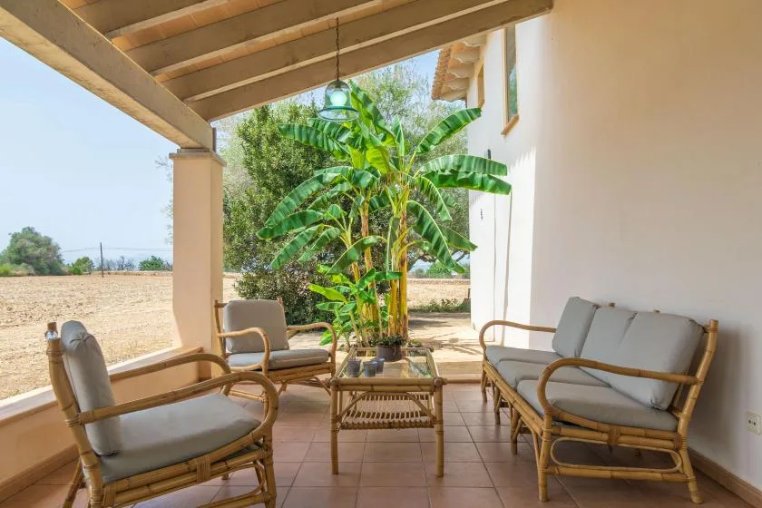 A covered patio with cushioned seating and a potted banana plant.