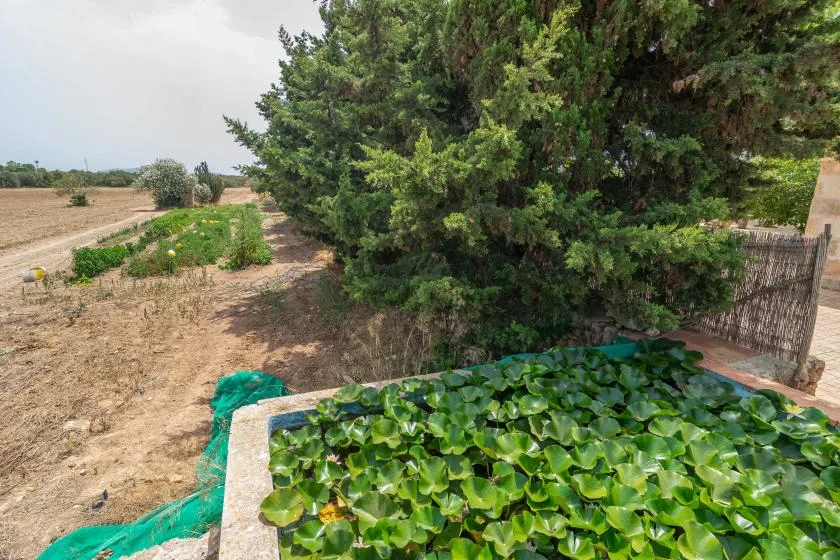 A leafy outdoor water feature sits beside a dirt path and open fields.