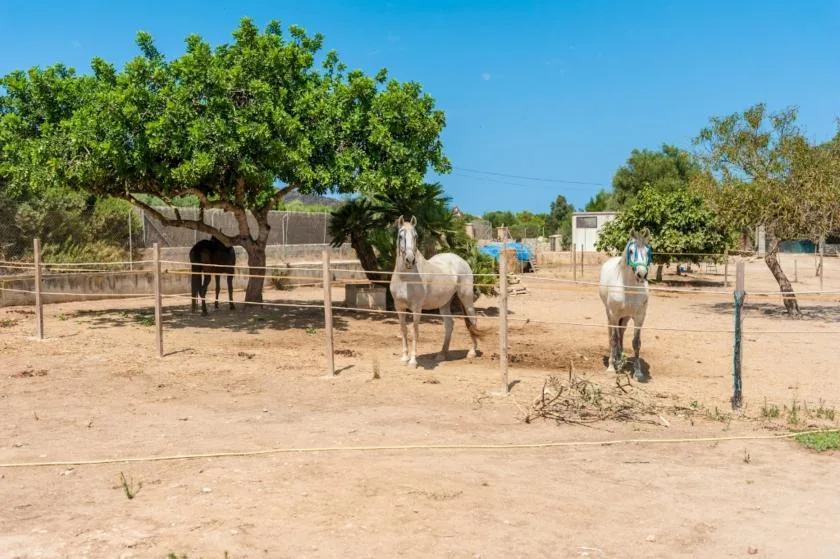 A sandy outdoor horse enclosure with several horses beneath trees.