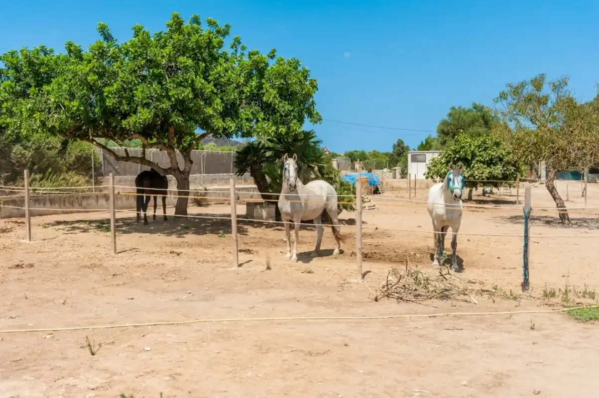 A fenced outdoor horse paddock with horses standing beneath trees.