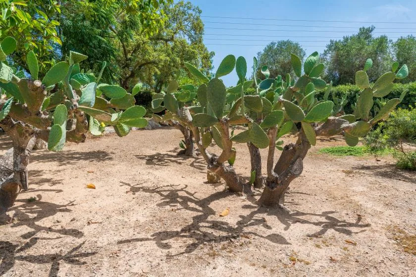 A sunny outdoor garden with rows of prickly pear cacti and trees.