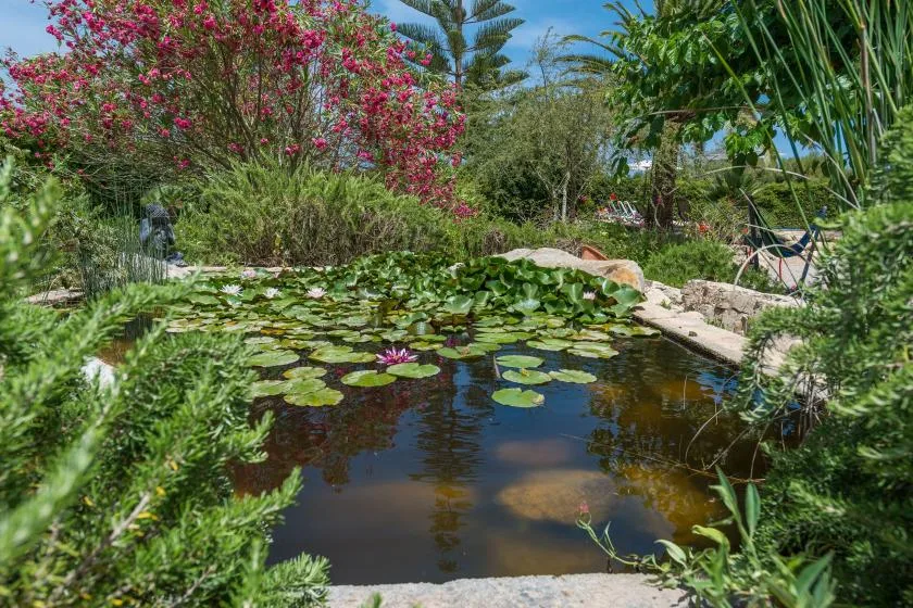 A garden pond with floating lily pads is surrounded by lush greenery and flowering shrubs.