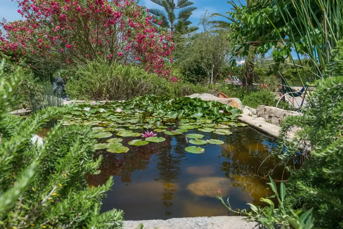 A garden pond with floating lily pads and lush surrounding plants.