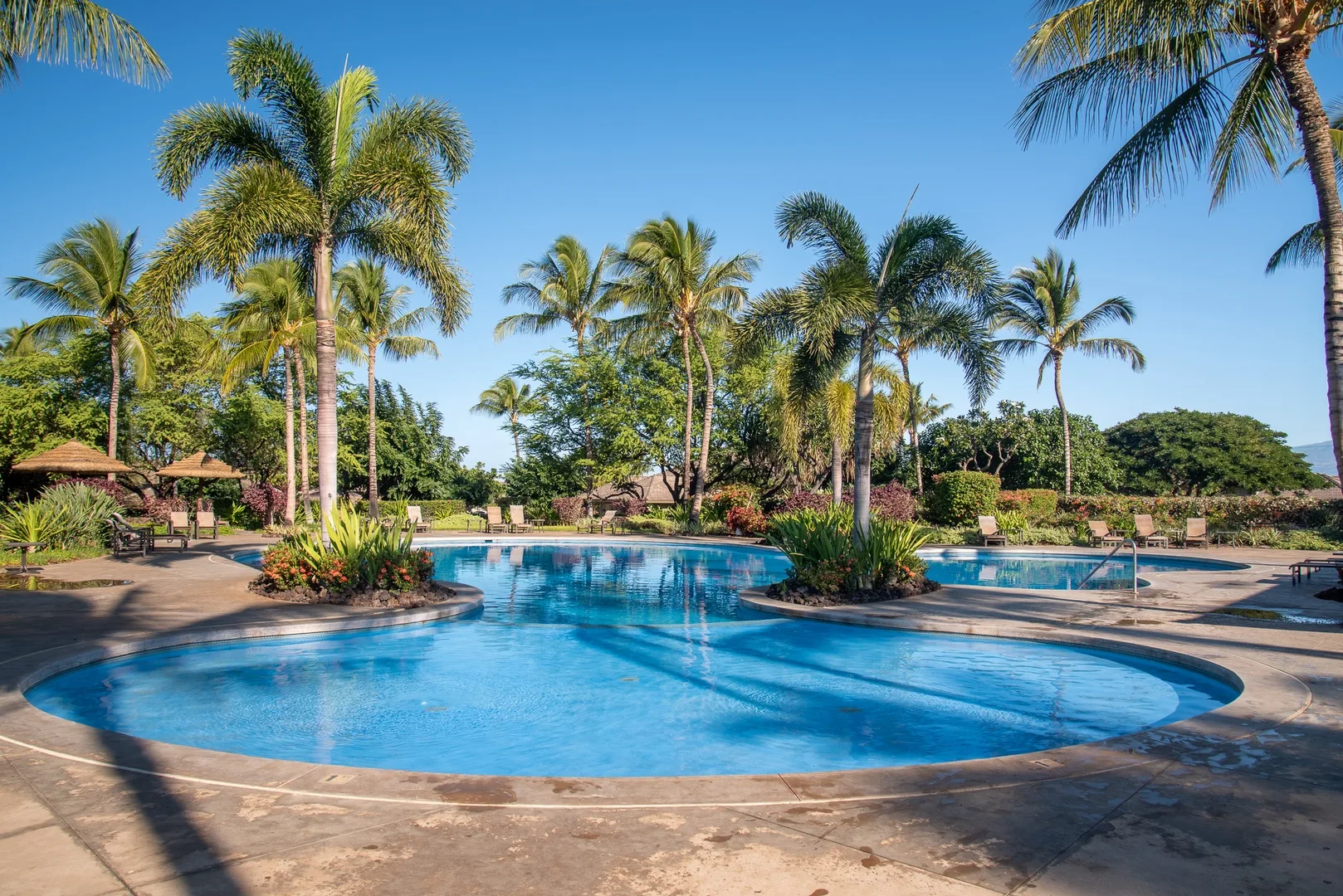 A swimming pool surrounded by palm trees and tropical greenery.