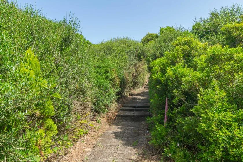 Un sendero estrecho al aire libre pasa entre abundante vegetación verde.