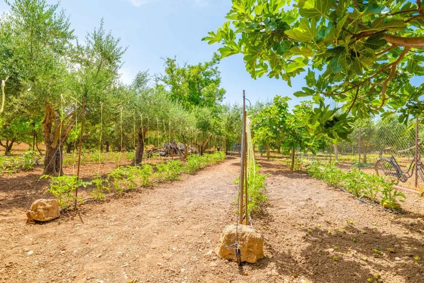 Un sendero de tierra atraviesa un jardín soleado con hileras de árboles y plantas.