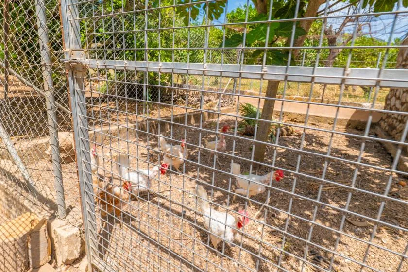 Un recinto exterior cercado con gallinas en el suelo.