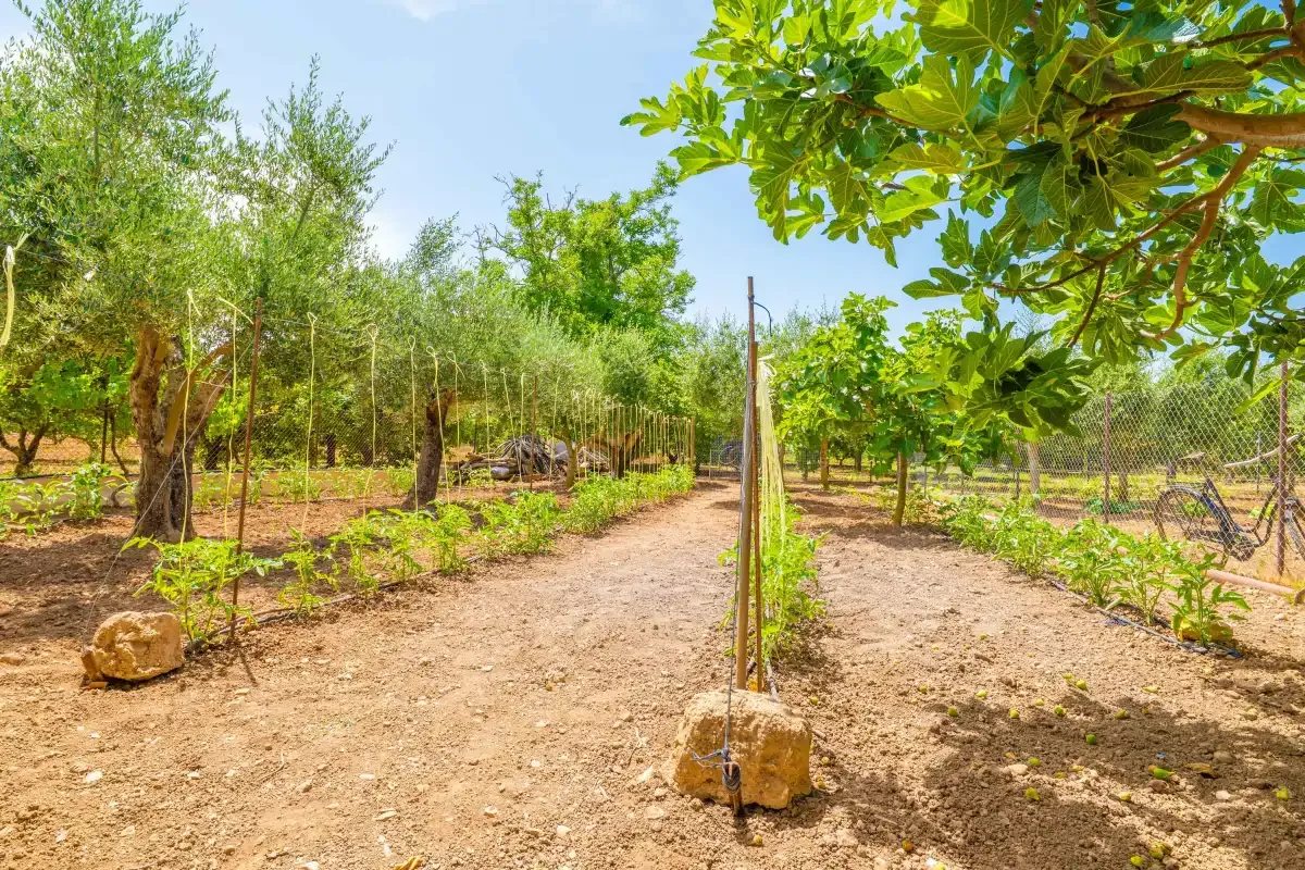 Un sendero soleado atraviesa un jardín entre árboles y parterres cercados.