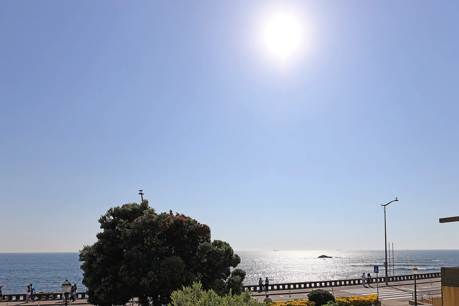 A sunny coastal view shows the sea beyond a road and roadside trees.