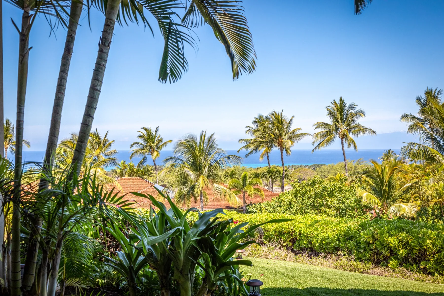 Tropical garden with palm trees and ocean visible in the distance.