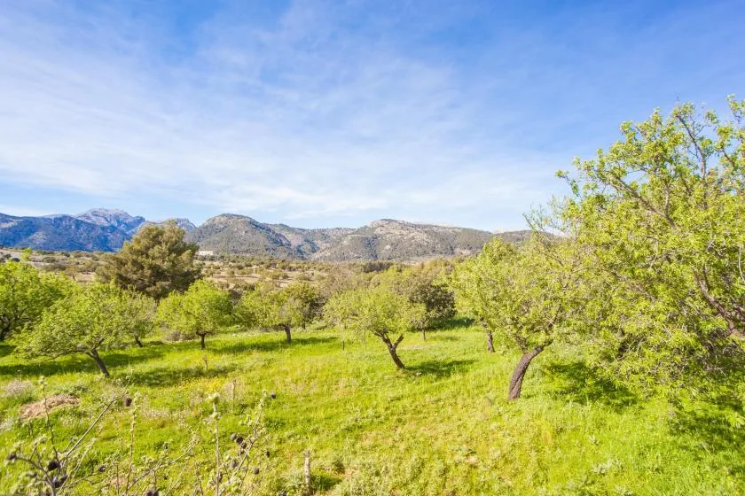 A green orchard with scattered trees stretches toward low mountains beneath a blue sky.