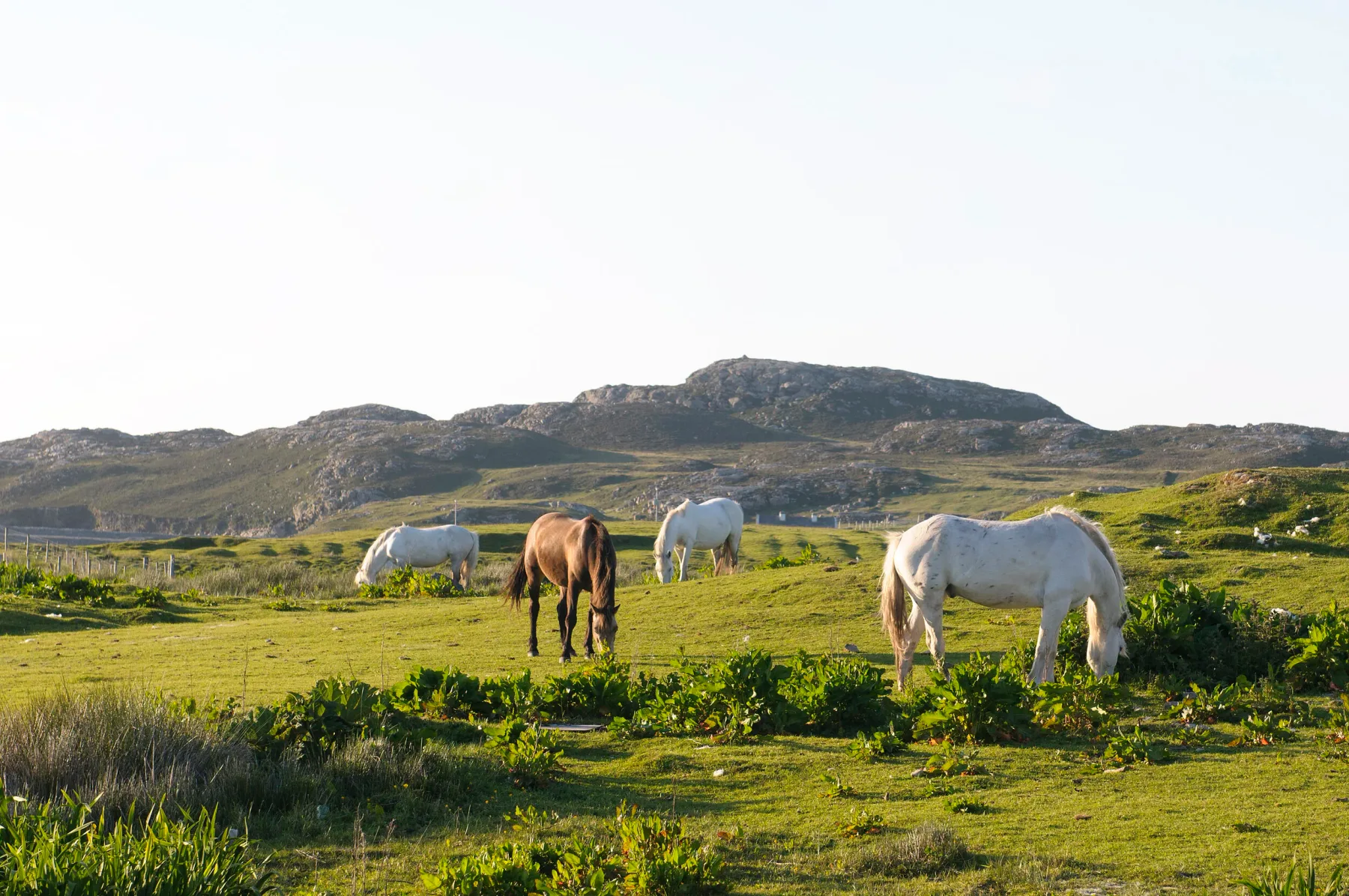 Lambs, cows and horses in fields outside the rooms