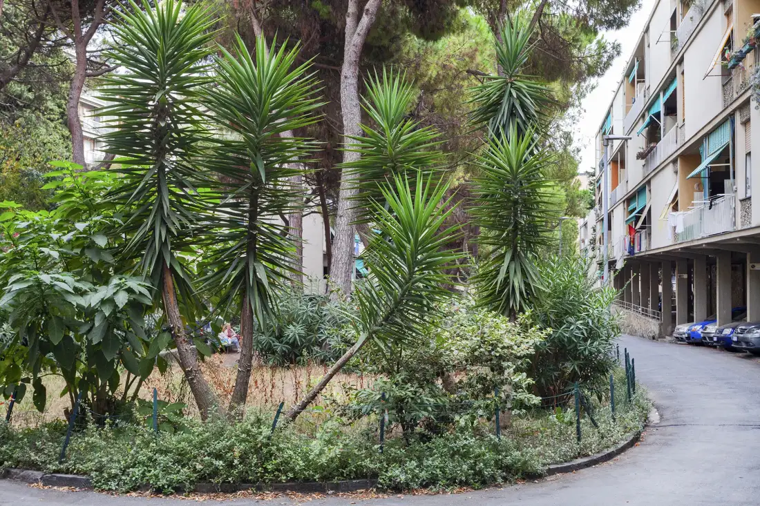 A landscaped garden beside an apartment building and paved driveway.