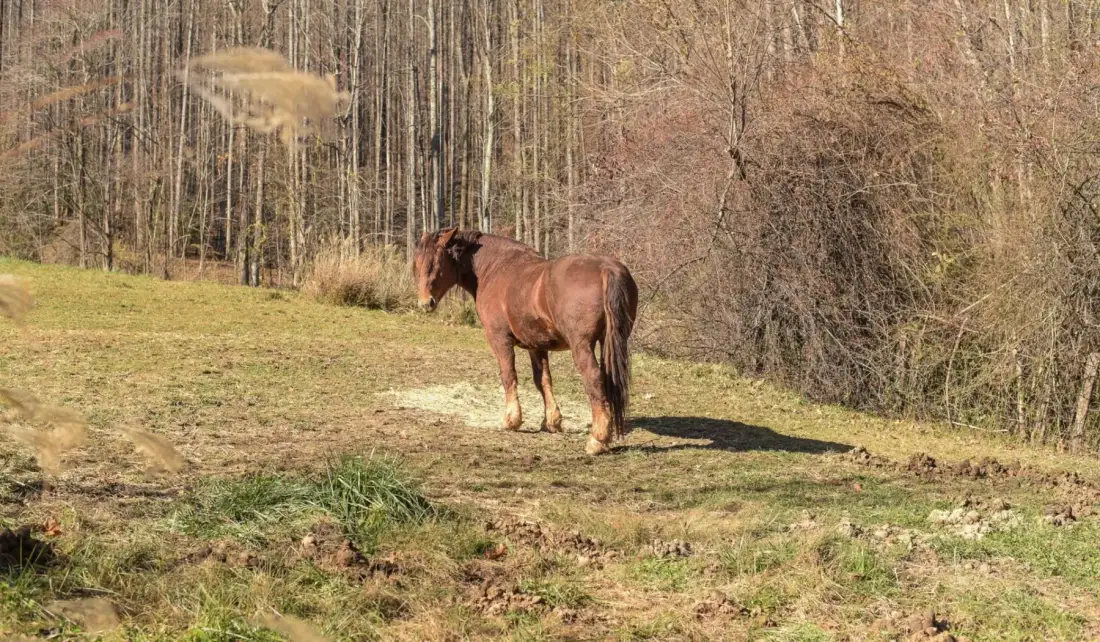 A brown horse stands in a grassy clearing beside a wooded area.