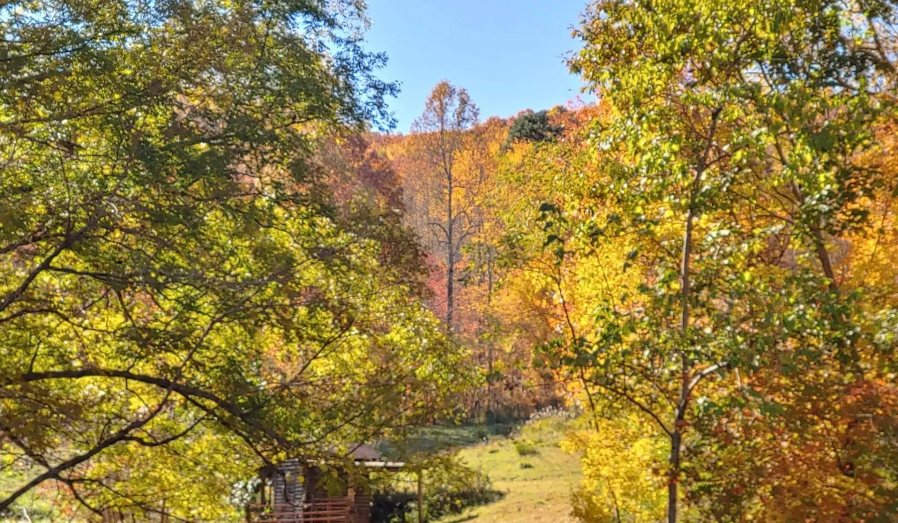 A wooded outdoor scene with trees displaying autumn colors.