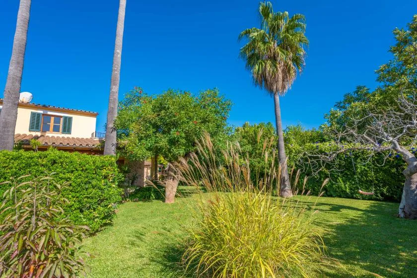 A green garden with a lawn, leafy plants, and a tall palm tree.