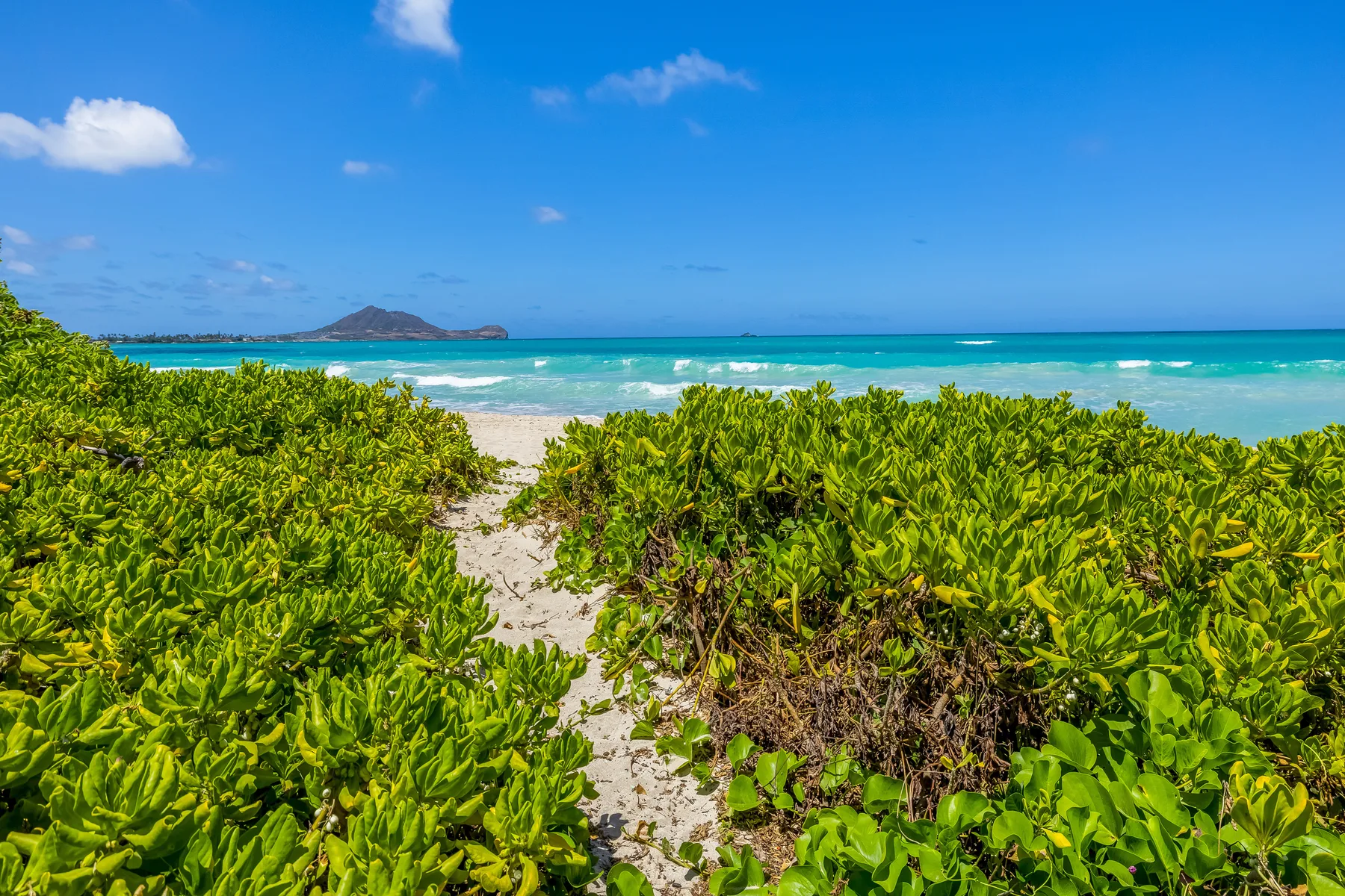 A sandy path winds through green coastal vegetation toward the ocean.