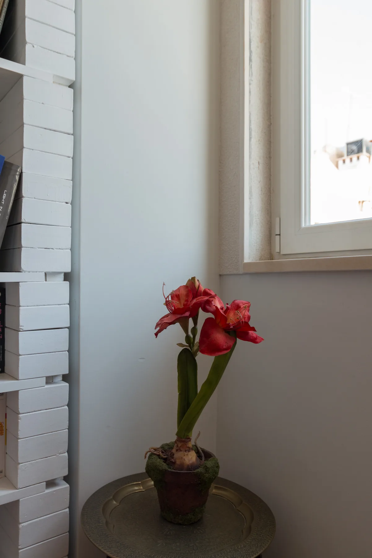 Una planta de flores rojas está sobre una mesa pequeña y redonda junto a una ventana.
