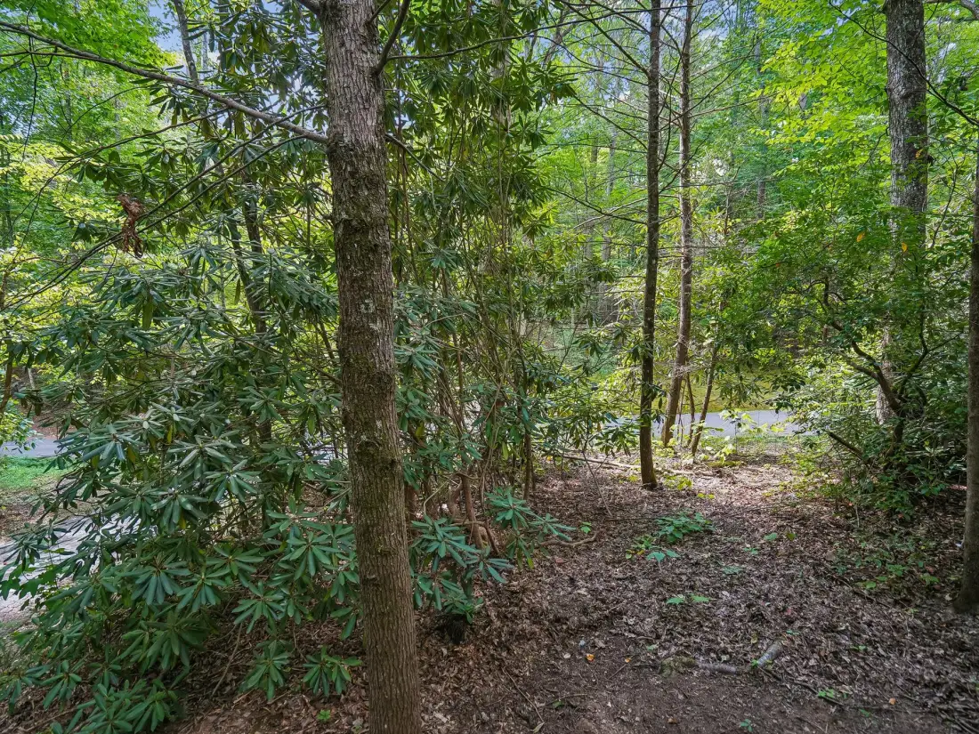 A wooded garden area with leafy shrubs and a narrow path.
